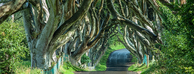 LISA-Sprachreisen-High-School-Aufenthalt-Irland-Monaghan-Collegiate-School-Schueleraustausch-Austauschjahr-Aktivitaeten-Ausfluege-irische-Landschaft-Baumallee